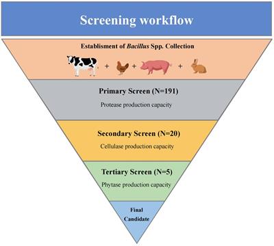 Screening and characterization of Bacillus velezensis LB-Y-1 toward selection as a potential probiotic for poultry with multi-enzyme production property